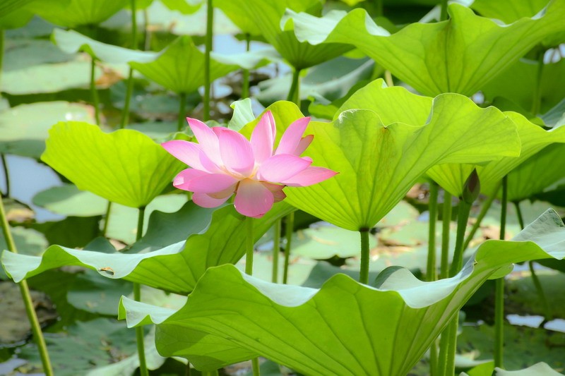 白蜡金是什么金