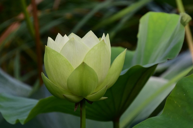 白蜡金蕞佳配偶