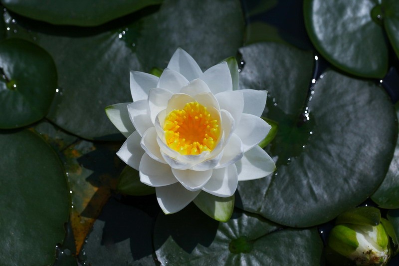 <a href='https://www.345club.com/bazi/bazisuanming/' target='_blank'><u>八字算命</u></a>：苦命龙一般生在几月
