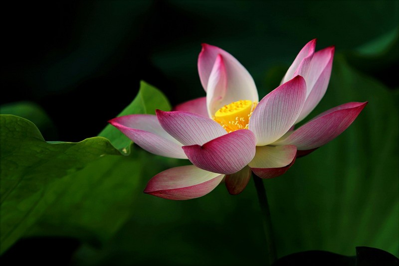 <a href='https://www.345club.com/bazi/bazisuanming/' target='_blank'><u>八字算命</u></a>:1984年出生是什么命