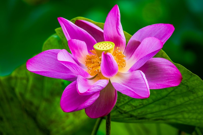 <a href='https://www.345club.com/bazi/bazisuanming/' target='_blank'><u>八字算命</u></a>:1962年是什么命
