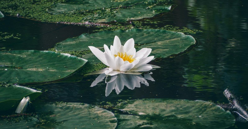 <a href='https://www.345club.com/bazi/bazisuanming/' target='_blank'><u>八字算命</u></a>:大林木命什么意思