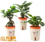 专题图片:厨房里适宜摆放哪些植物
