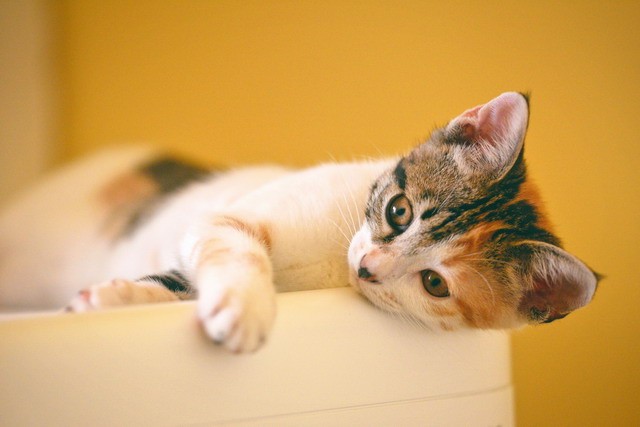 有寓意的猫咪名字的大全，可爱的猫咪名字