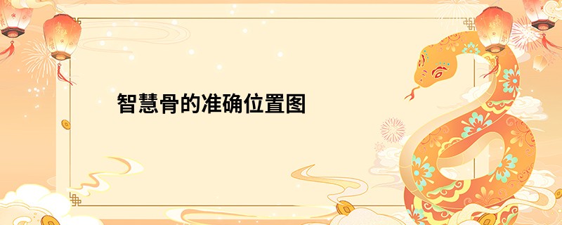 智慧骨的准确位置图