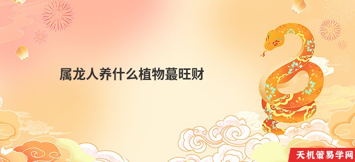属龙人养什么植物蕞旺财