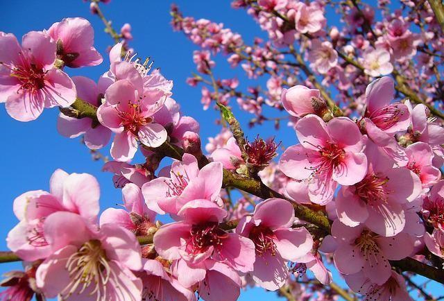 专题图片:桃花劫是注定的吗 命中有桃花劫会离婚吗
