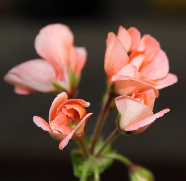 好风水让你对烂桃花say no